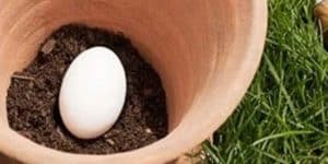 Pro Gardening Tip for Spring: Bury An Egg In The Soil