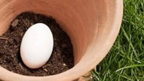 Pro Gardening Tip for Spring: Bury An Egg In The Soil | DIY Joy Projects and Crafts Ideas