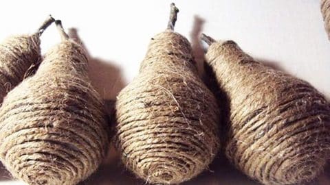 Turn Lightbulbs and Twine Into These Rustic Pears | DIY Joy Projects and Crafts Ideas