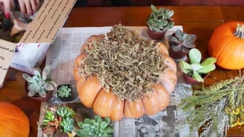 Woman Puts Moss On Top Of A Pumpkin, And What She Does Next Is Fabulous Fall Decor! | DIY Joy Projects and Crafts Ideas