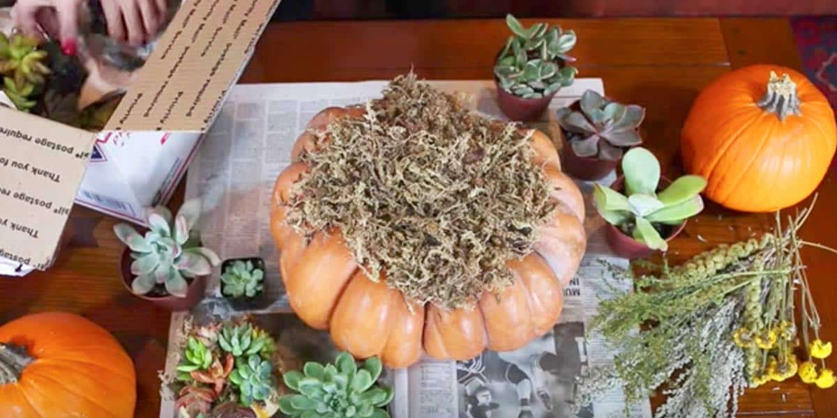 Woman Puts Moss On Top Of A Pumpkin, And What She Does Next Is Fabulous Fall Decor! | DIY Joy Projects and Crafts Ideas