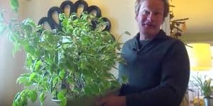 He Shows Us How To Care For Our Ficus Tree We’re Bringing Inside For The Winter…