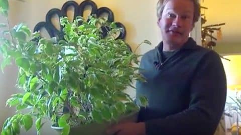 He Shows Us How To Care For Our Ficus Tree We’re Bringing Inside For The Winter… | DIY Joy Projects and Crafts Ideas