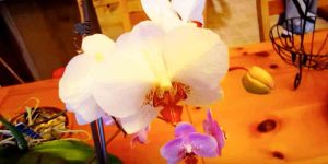 What She Does Gets Her Magical Results For Making Her Orchids Bloom Constantly. Watch!