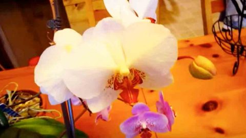 What She Does Gets Her Magical Results For Making Her Orchids Bloom Constantly. Watch! | DIY Joy Projects and Crafts Ideas
