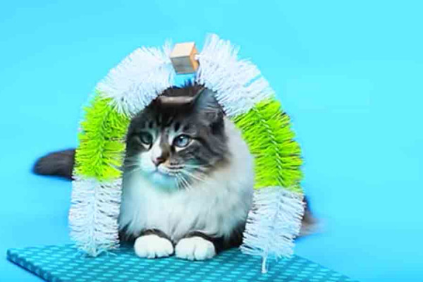 DIY Self Petting Cat Station