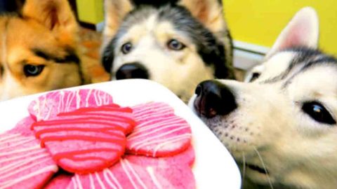 Don’t Forget Your Canine Friends Need Valentine’s Treats Too, So Watch What She Does! | DIY Joy Projects and Crafts Ideas
