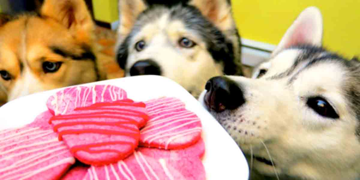 Don’t Forget Your Canine Friends Need Valentine’s Treats Too, So Watch What She Does! | DIY Joy Projects and Crafts Ideas