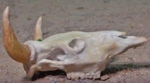No One Will Believe This Longhorn Skull Is Made of Clay