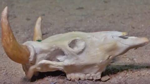 No One Will Believe This Longhorn Skull Is Made of Clay | DIY Joy Projects and Crafts Ideas