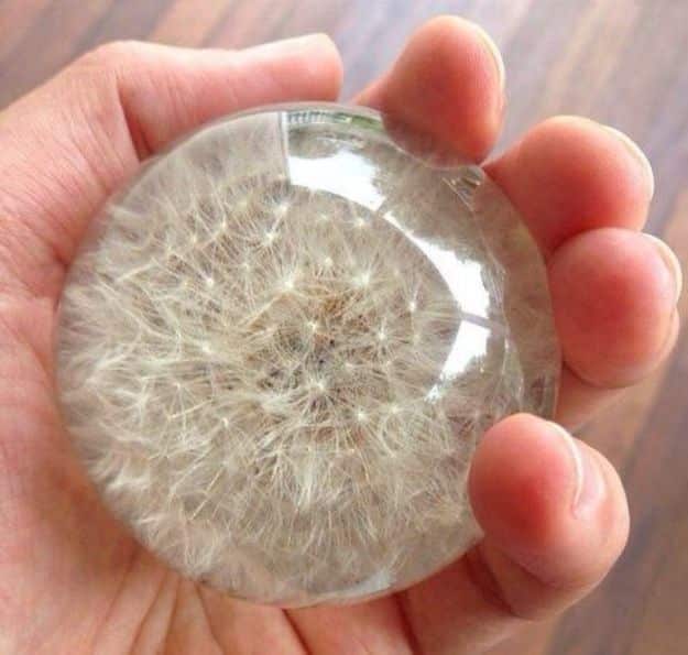 DIY Resin Casting Crafts - Preserve Dandelion In Resin - Homemade Resin and Epoxy Craft Projects and Ideas - How to Make Resin Jewelry - Use Silicon Molds to Make Paper Weights, Creative Christmas Ornaments and Crafts to Make and Sell - Flowers, Pictures, Clocks, Tabletop, Inspiration for Handmade Jewelry and Items to Sell on Etsy #crafts