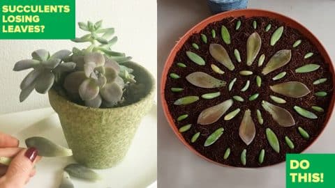 Succulents Losing Leaves? Do This Trick For A Really Cool Idea | DIY Joy Projects and Crafts Ideas