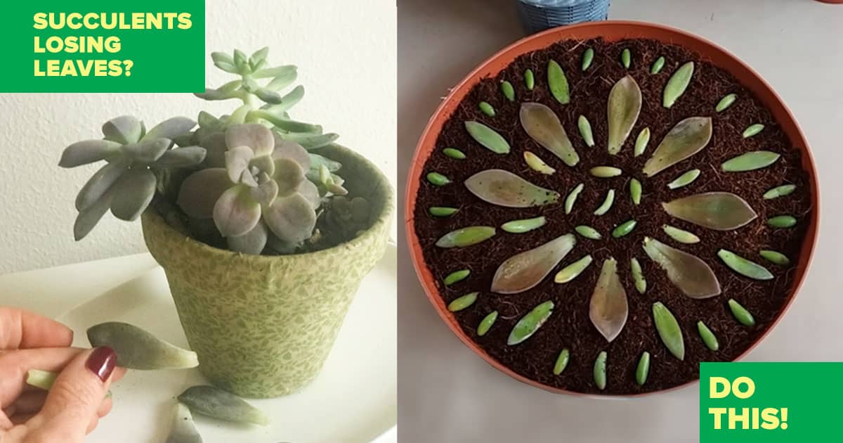 Succulents Losing Leaves? Do This Trick For A Really Cool Idea | DIY Joy Projects and Crafts Ideas