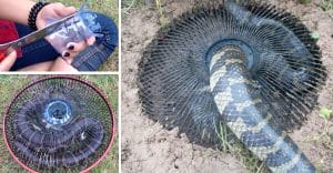 This DIY Trap Can Help Rid Snakes From Yards