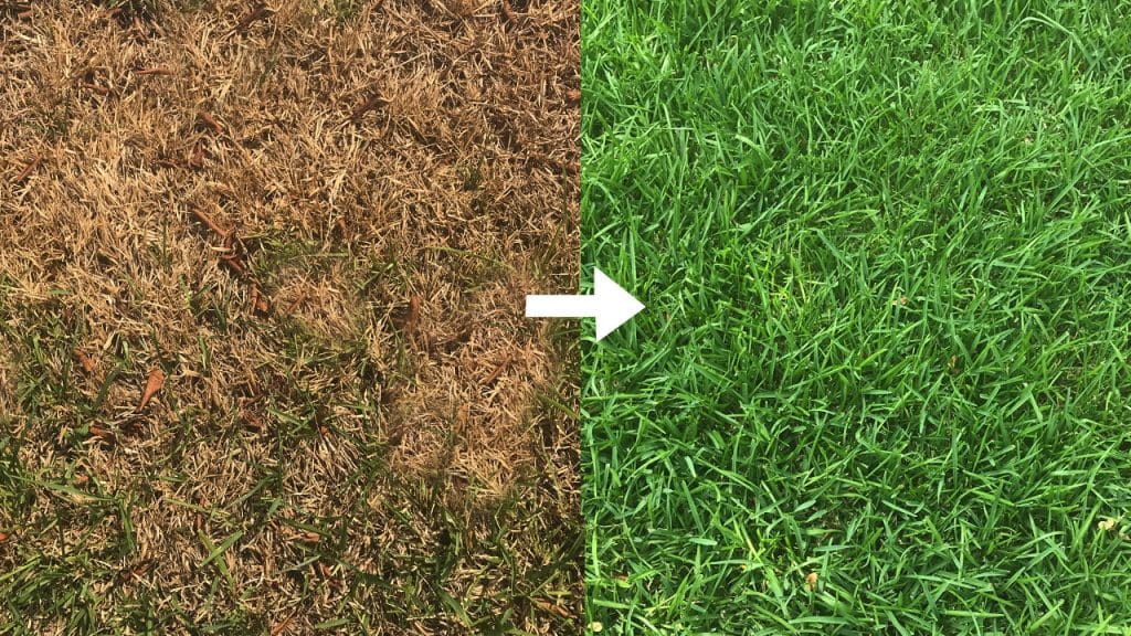 How to Take Care of Grass In The Heat of Summer