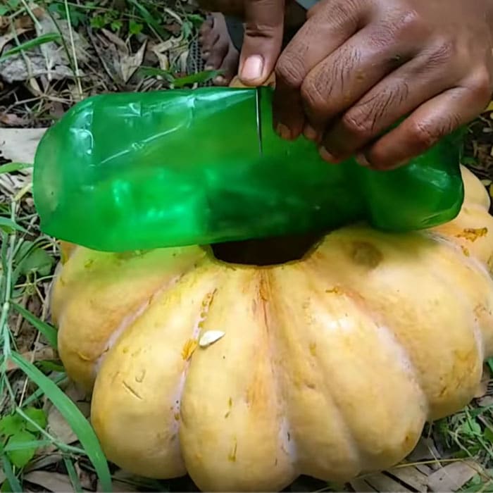 DIY Fish Trap With Plastic Bottle Pumpkin