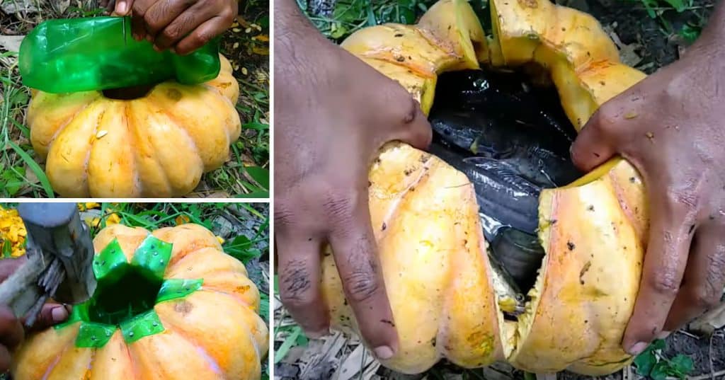 DIY Fish Trap Made From Pumpkin - Fishing Ideas