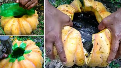 Make A Fish Trap From A Pumpkin | DIY Joy Projects and Crafts Ideas
