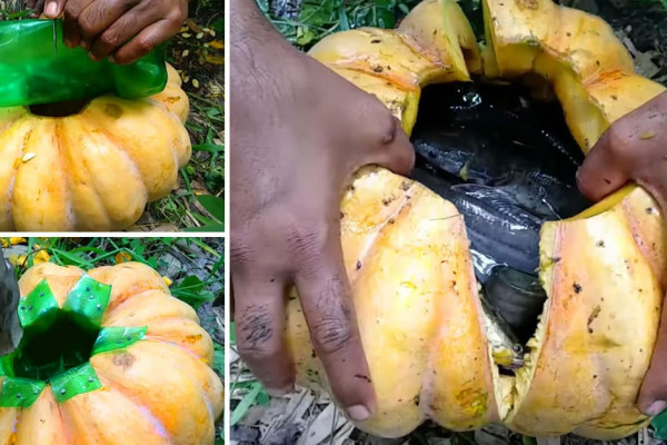 DIY Fish Trap Made From Pumpkin - Fishing Ideas