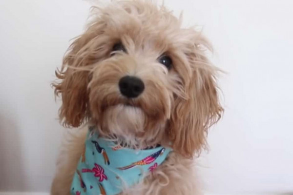 Doggie Bandana