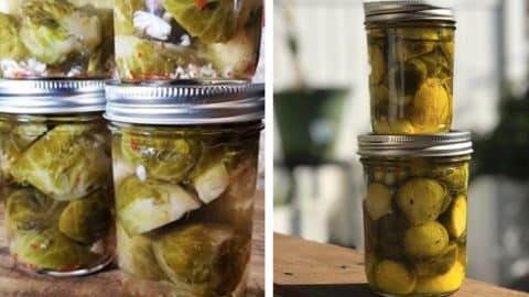 Pickled Brussel Sprouts Recipe | DIY Joy Projects and Crafts Ideas