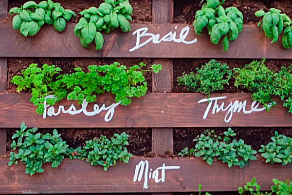 Learn to make a DIY Upcycled Pallet Herb Garden