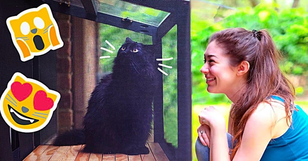 Make a patio for your cat a catio