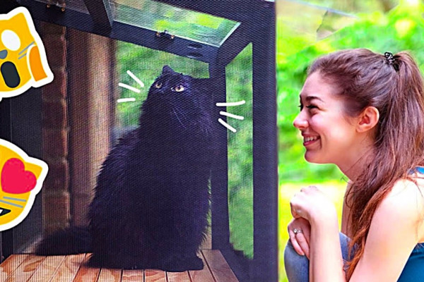 Make a patio for your cat a catio