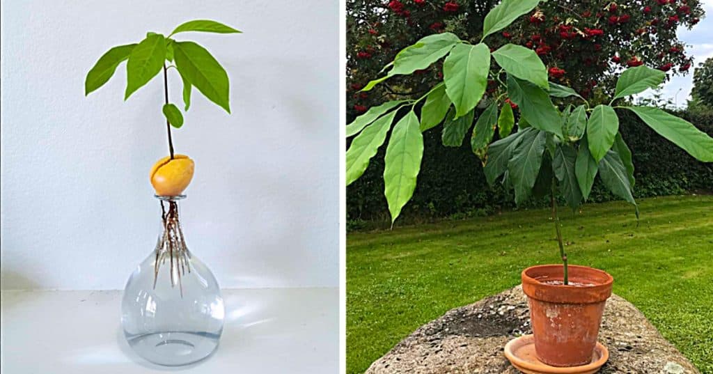 How to grow an avocado plant from a seed