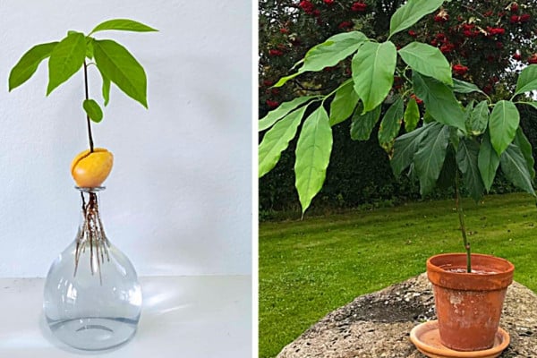 How to grow an avocado plant from a seed