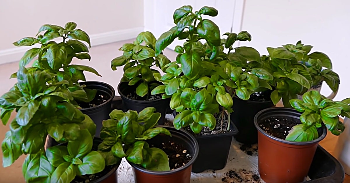 Grow An Infinite Number Of Basil Plant From One Mother Plant | DIY Joy Projects and Crafts Ideas