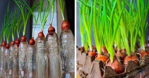 How To Grow Green Onions At Home