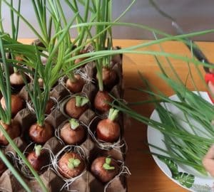 How To Grow Green Onions At Home