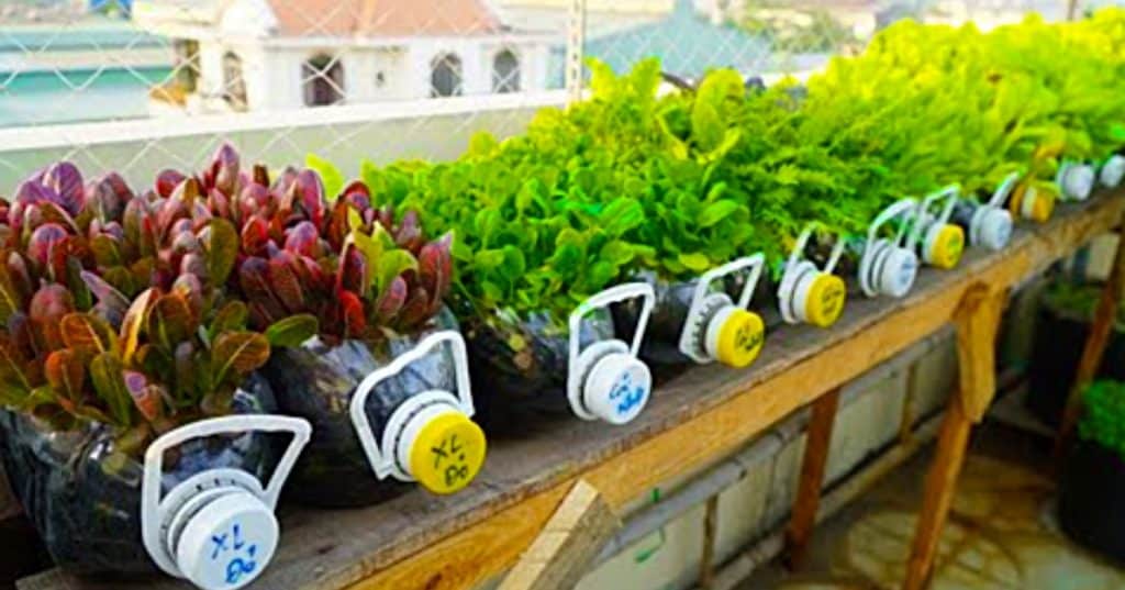 Learn to grow plants in recycled plastic bottles