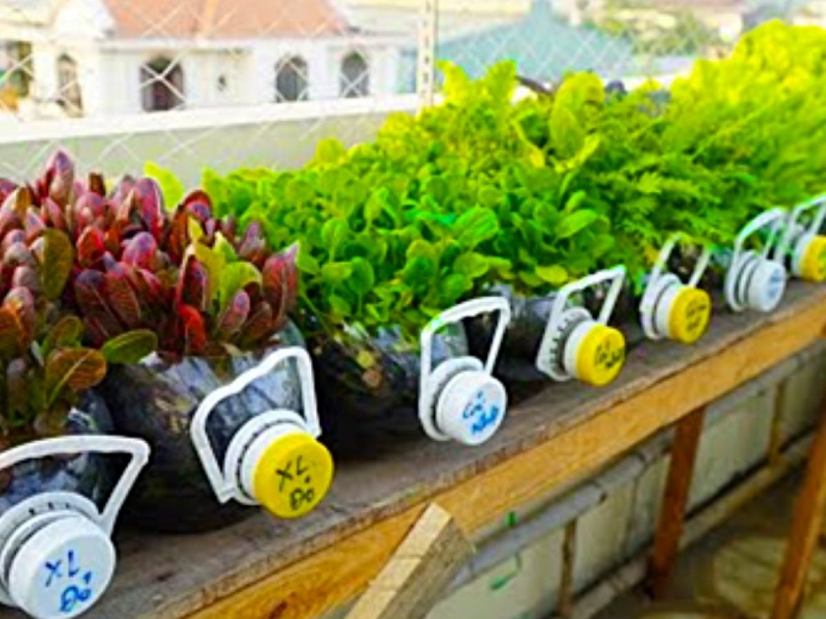 How to Grow Mustard Greens And Other Plants In Recycled Plastic Bottles -  DIY Joy