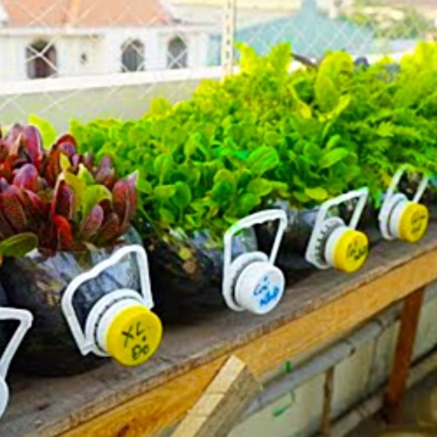 How to Grow Mustard Greens And Other Plants In Recycled Plastic Bottles -  DIY Joy