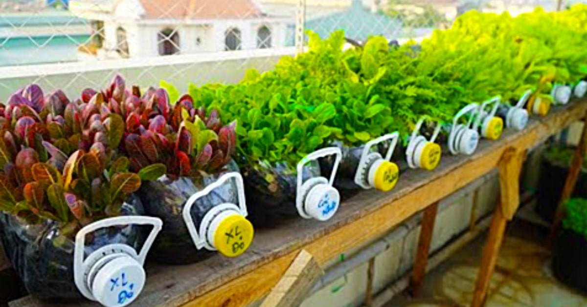 Plants In Recycled Plastic Bottles, Vegetable Garden In Plastic Bottles