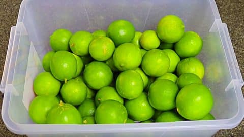 How To Keep Limes Fresh Longer | DIY Joy Projects and Crafts Ideas