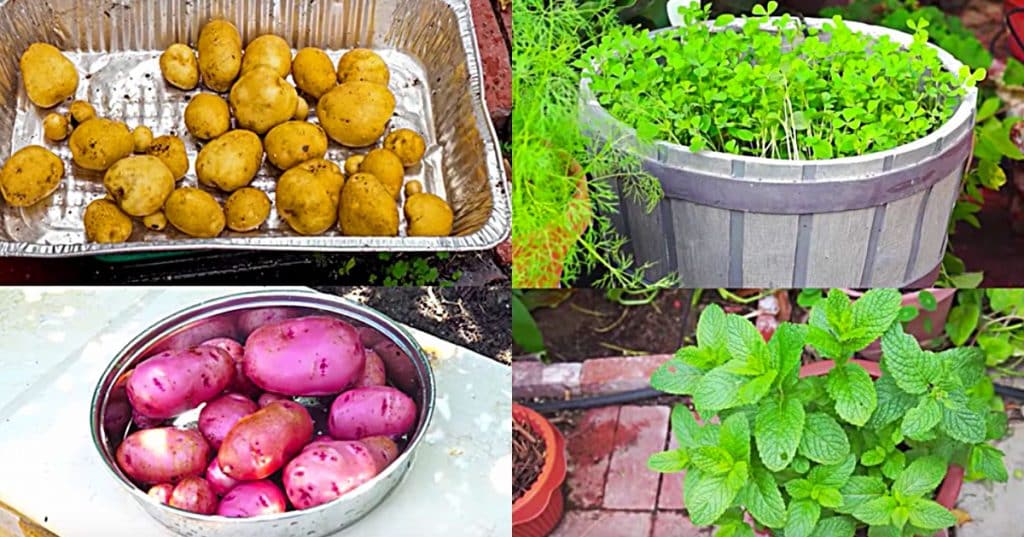 Grow five vegetables for survival gardening to grow your own food