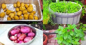 5 Vegetables For Survival Gardening