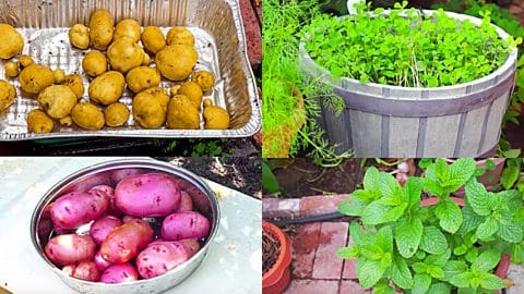 5 Vegetables For Survival Gardening | DIY Joy Projects and Crafts Ideas
