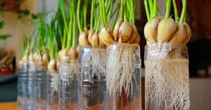 How To Grow Garlic At Home