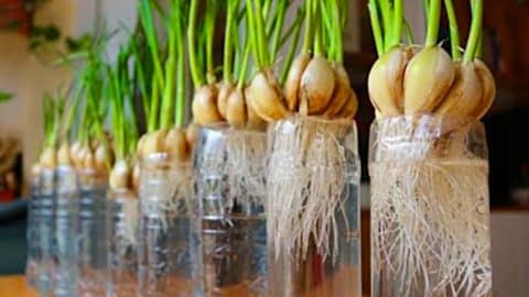 How To Grow Garlic At Home | DIY Joy Projects and Crafts Ideas
