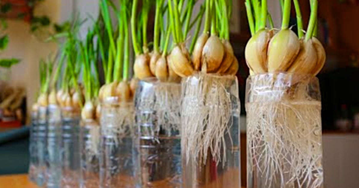 Grow Garlic 1 