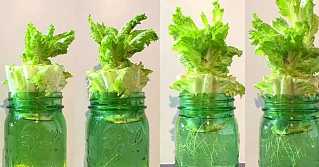 Grow hydroponic lettuce from the leftover store bought lettuce