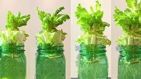 How To Regrow Supermarket Lettuce In Water | DIY Joy Projects and Crafts Ideas