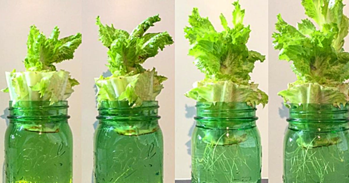 How To Regrow Supermarket Lettuce In Water | DIY Joy Projects and Crafts Ideas