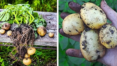 How To Grow Potatoes In A 5 Gallon Bucket | DIY Joy Projects and Crafts Ideas
