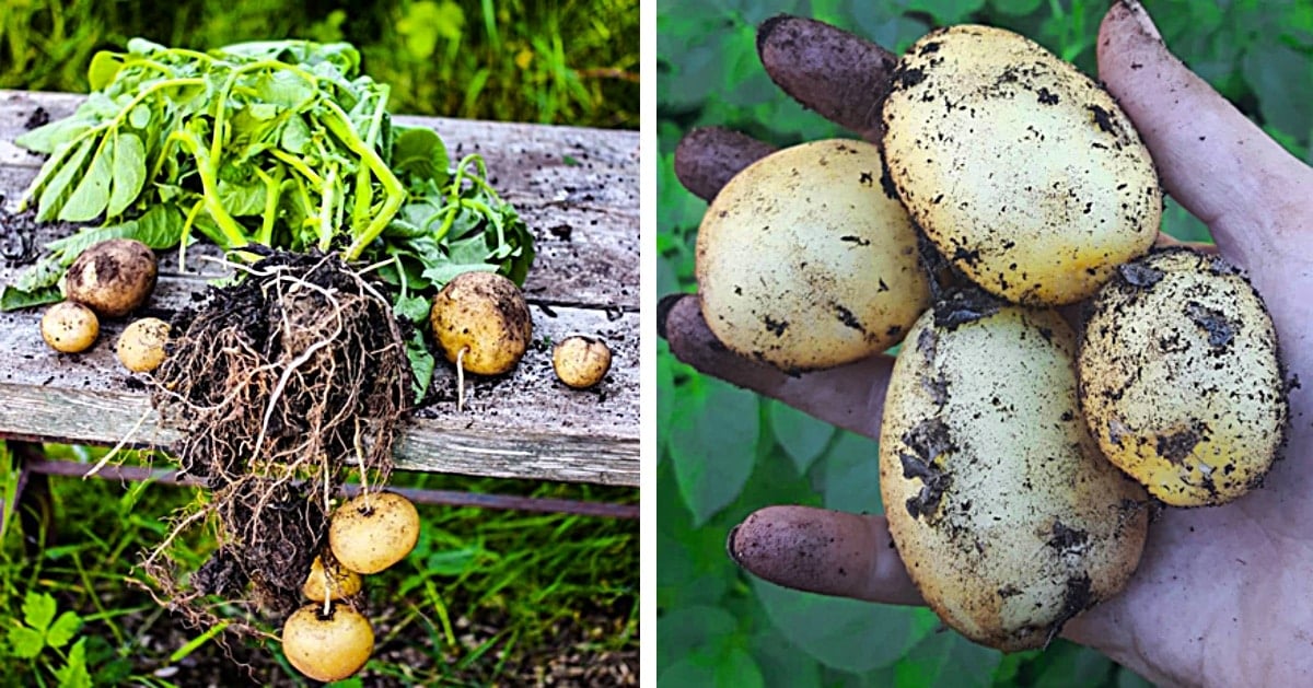 How To Grow Potatoes In A 5 Gallon Bucket | DIY Joy Projects and Crafts Ideas