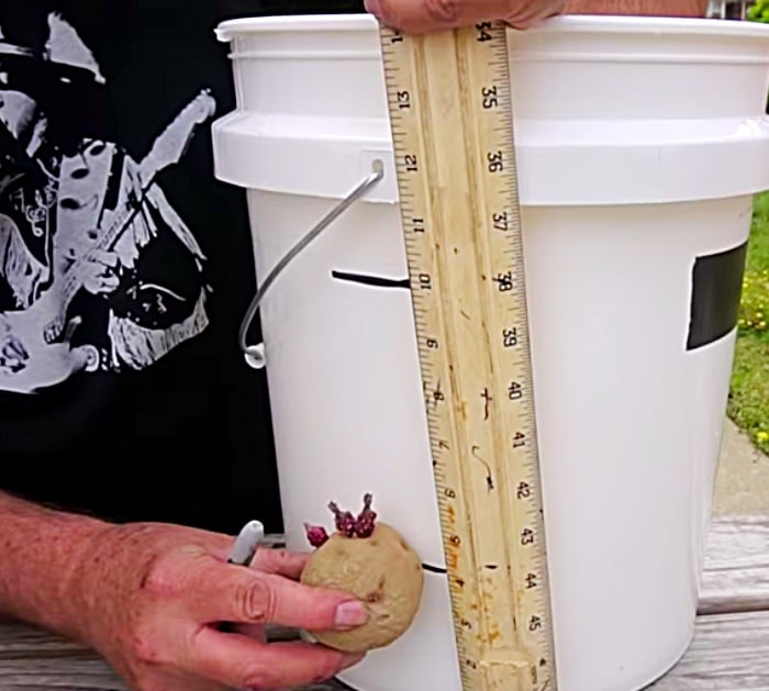 How To Grow Potatoes In A 5 Gallon Bucket - DIY Joy